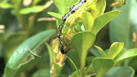 box caterpillar distribution|box tree caterpillar.